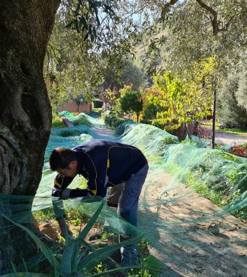 Uomo raccoglie olive sotto un albero, utilizzando reti verdi sul terreno.