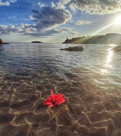 Fiore rosso sull'acqua trasparente, al tramonto, con cielo nuvoloso.