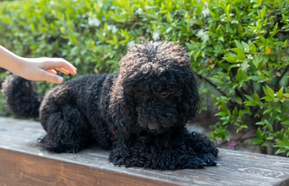 Cane nero riccio sdraiato su una panca, mano pronta a carezzarlo.