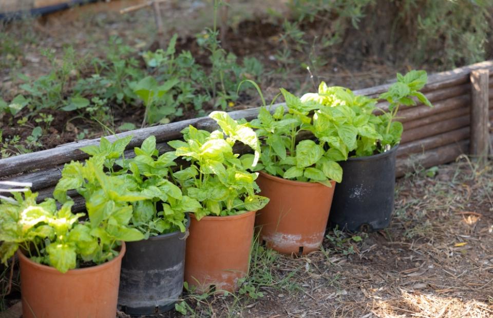 Vasi di basilico verde in un giardino, disposti lungo una recinzione di legno.